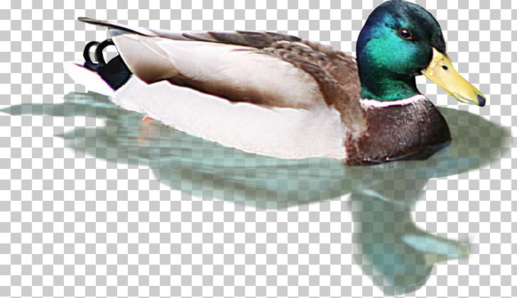 Mallard Duck Bird Flamingos PNG, Clipart, Animal, Animals, Beak, Bird, Donald Duck Free PNG Download