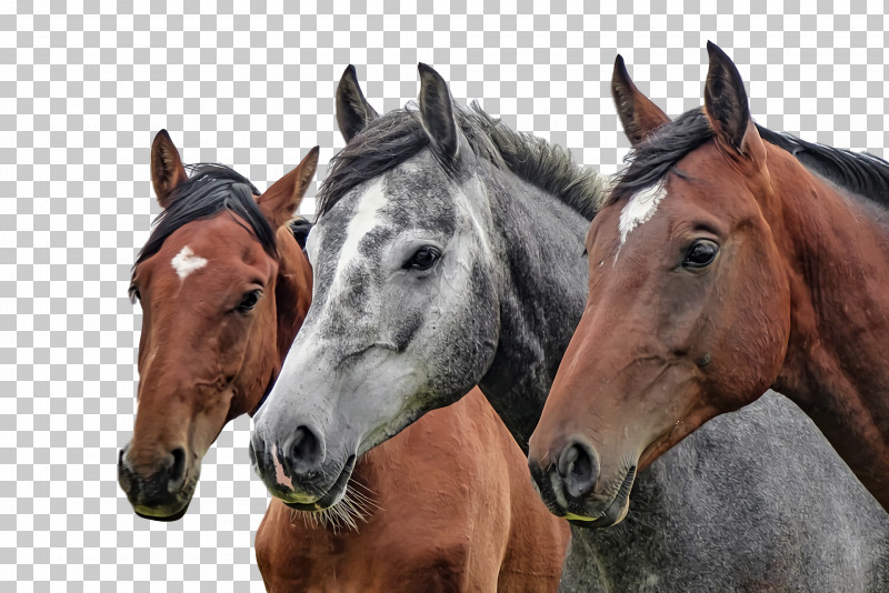 Equestrianism Horses Arabian Horse Pony Horse Training PNG, Clipart, Arabian Horse, Equestrianism, Equine Massage, Gallop, Gray Horse Free PNG Download