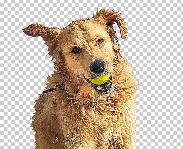 Golden Retriever Irish Terrier Dog Breed Companion Dog PNG, Clipart, Animals, Breed, Carnivoran, Companion Dog, Dog Free PNG Download