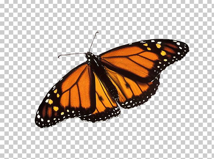 Monarch Butterfly Wing Asterope Caterpillar PNG, Clipart, Agrias Claudina, Animal, Animal Migration, Arthropod, Asterope Free PNG Download