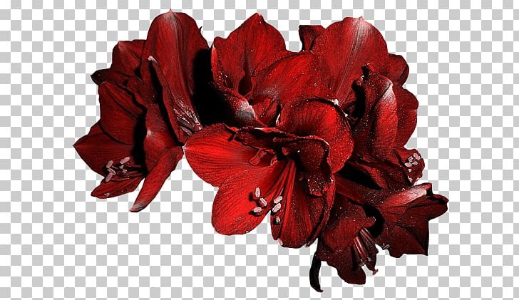 Petal Cut Flowers Floral Design Rose PNG, Clipart, Cari, Christmas, Cut Flowers, Desktop Wallpaper, Fleur Free PNG Download