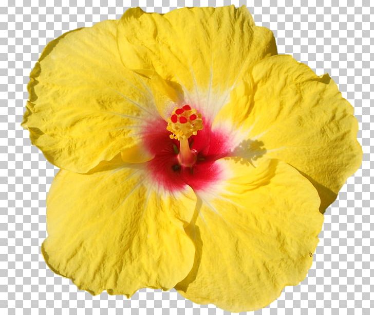 Rosemallows Close-up PNG, Clipart, Belur Math, Closeup, Darshan, Flower, Flowering Plant Free PNG Download