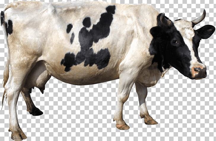 Holstein Friesian Cattle Gyr Cattle PNG, Clipart, Animals, Beef Cattle, Biodiversidad, Bull, Cachorro Free PNG Download
