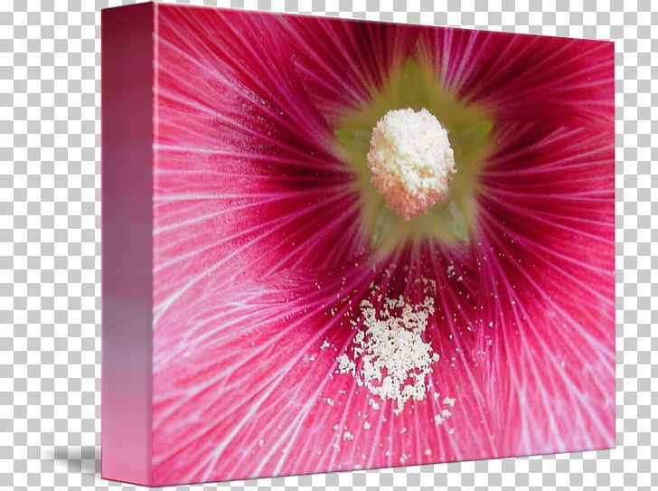 Mallow Hibiscus Hollyhocks Pink M Close-up PNG, Clipart, Closeup, Closeup, Flower, Flowering Plant, Hibiscus Free PNG Download