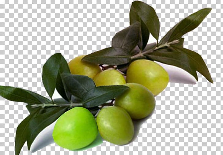 Olive Branch Olive Oil Lime PNG, Clipart, Autumn Leaves, Branch, Citrus, Creative, Creative Seasoning Free PNG Download
