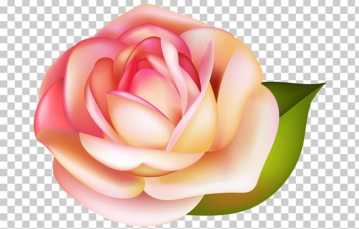 Rose PNG, Clipart, Rose Free PNG Download