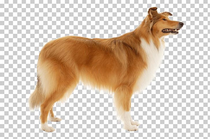 Rough Collie Shetland Sheepdog Puppy Old English Sheepdog German Shepherd PNG, Clipart, Ancient Dog Breeds, Animals, Carnivoran, Collie, Companion Dog Free PNG Download