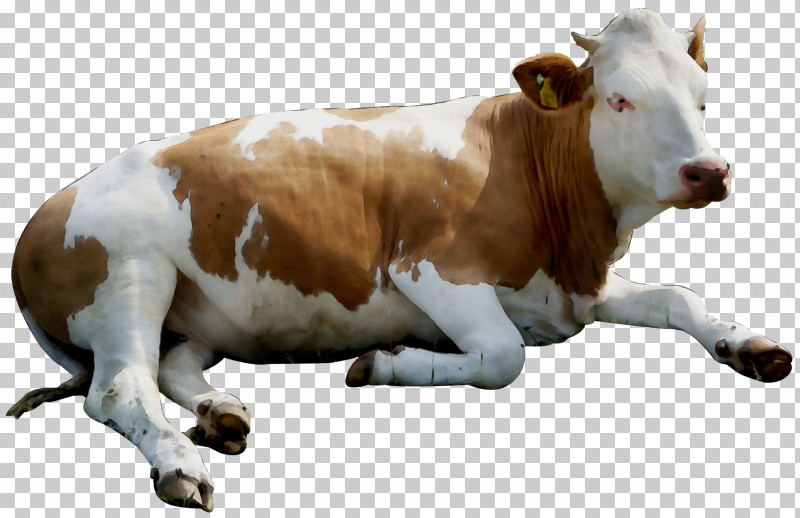 Goat Calf Livestock Dairy Cattle Domestic Water Buffalo PNG, Clipart, Bull, Calf, Cow, Dairy, Dairy Cattle Free PNG Download
