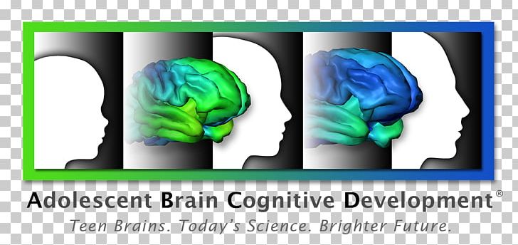 Brain Cognitive Development Human Development Cognition Adolescence PNG, Clipart,  Free PNG Download