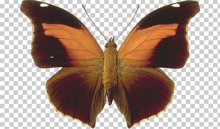 Butterfly Historis Coeini Brush-footed Butterflies Photography PNG, Clipart, Arthropod, Brush Footed Butterfly, Butterflies And Moths, Butterfly, Eurema Free PNG Download