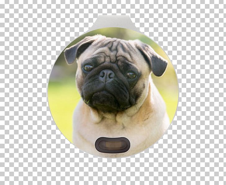 Pug Bulldog Puppy Dog Breed Eye PNG, Clipart, Animal, Animals, Breed, Bulldog, Canidae Free PNG Download