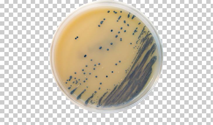 MRSA Super Bug Concentrated Animal Feeding Operation Meticillin Agar Staphylococcus Saprophyticus PNG, Clipart, Agar, Antibiotics, Antimicrobial Resistance, Cup, Drug Resistance Free PNG Download
