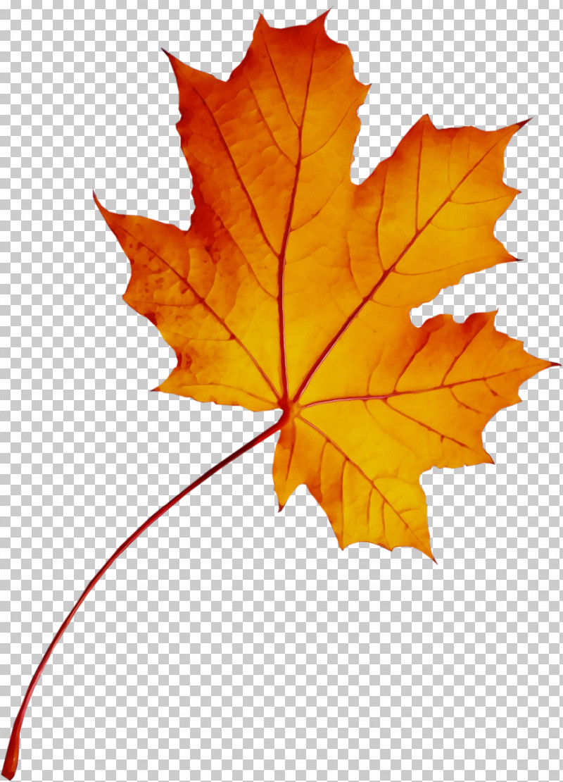 Maple Leaf PNG, Clipart, Biology, Leaf, Maple, Maple Leaf, Paint Free PNG Download