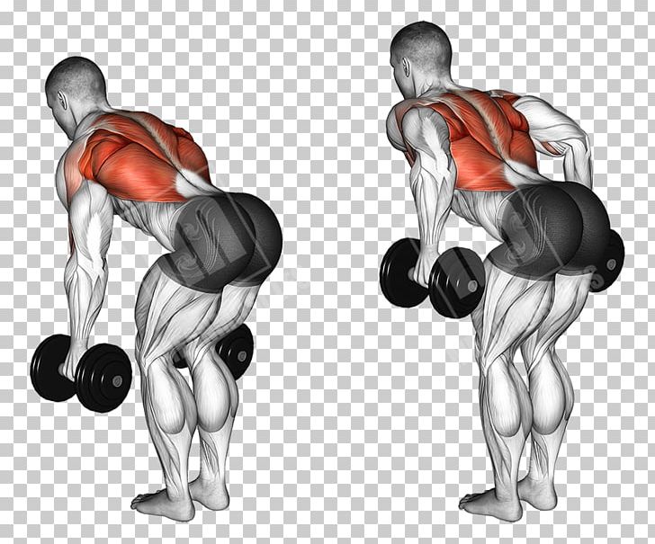 Bent-over Row Dumbbell Fly Exercise PNG, Clipart, Abdomen, Aggression, Angle, Arm, Ben Free PNG Download