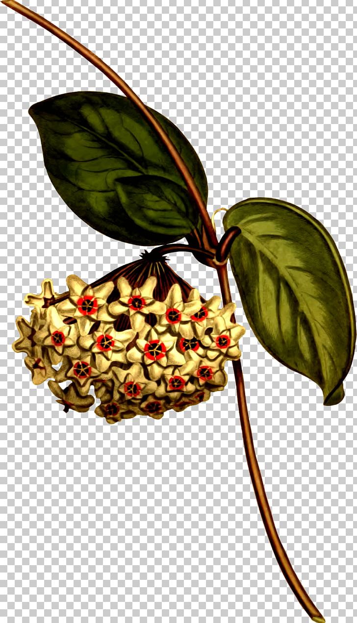 Hoya Carnosa Botanical Illustration Botany Plant PNG, Clipart, Asclepias, Biodiversity Heritage Library, Botanical, Botanical Illustration, Botany Free PNG Download