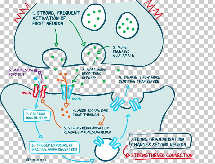 Human Behavior Organism Line Point PNG, Clipart, Area, Art, Behavior, Communication, Diagram Free PNG Download