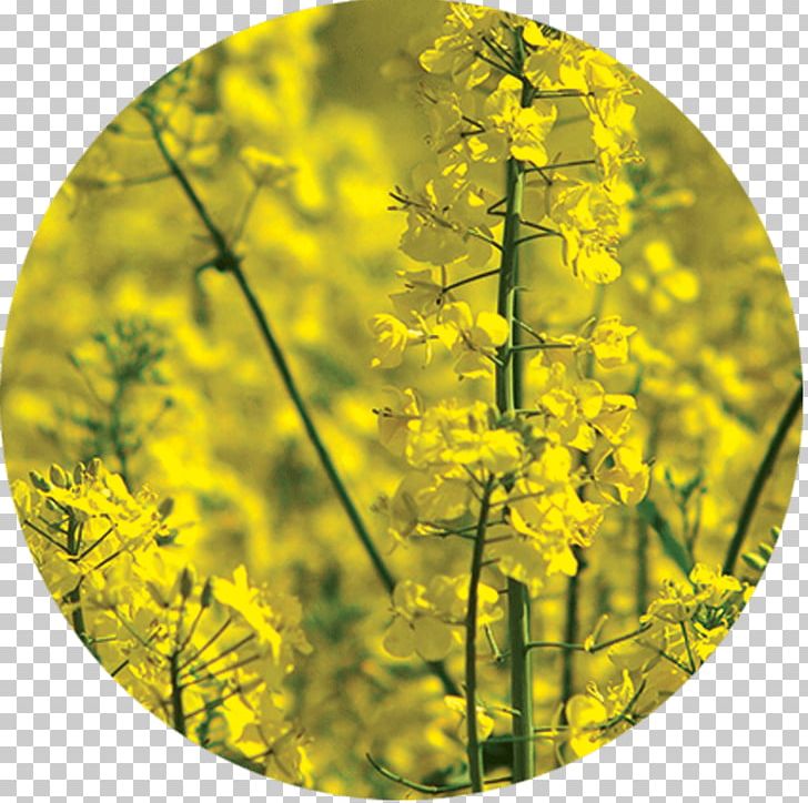 Rapeseed Green Manure Agriculture Raw Material PNG, Clipart, Agriculture, Fertilisers, Field, Grass, Green Manure Free PNG Download