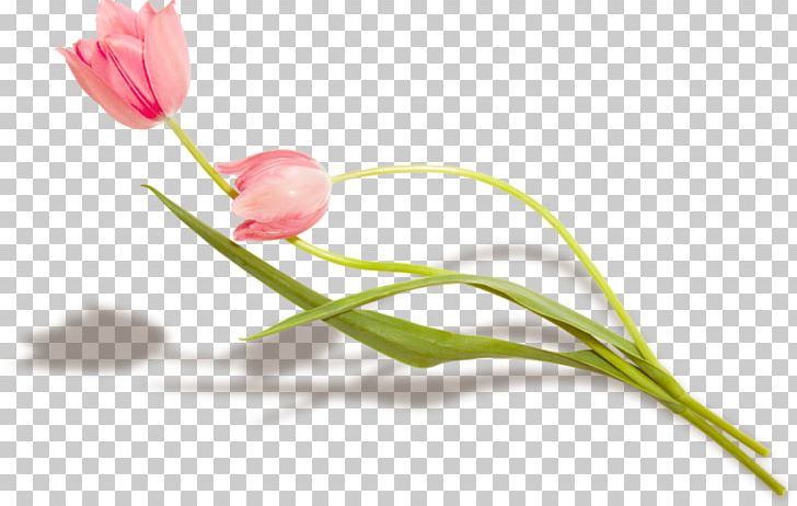 Tulip Flower Petal Plant Stem PNG, Clipart, Bud, Flower, Flowering Plant, Flower Petal, Flowers Free PNG Download