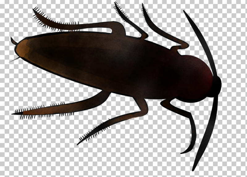 Insect Pest Beetle Cockroach Blister Beetles PNG, Clipart, Beetle, Blister Beetles, Bug, Cockroach, Darkling Beetles Free PNG Download