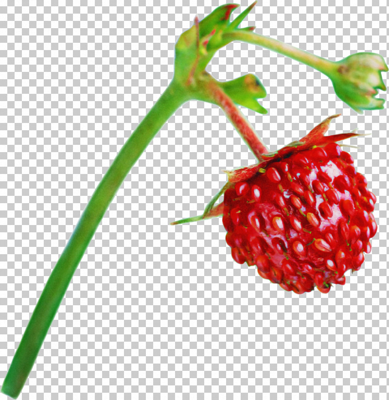Plant Berry Natural Foods Fruit Accessory Fruit PNG, Clipart, Accessory Fruit, Alpine Strawberry, Berry, Flower, Fruit Free PNG Download