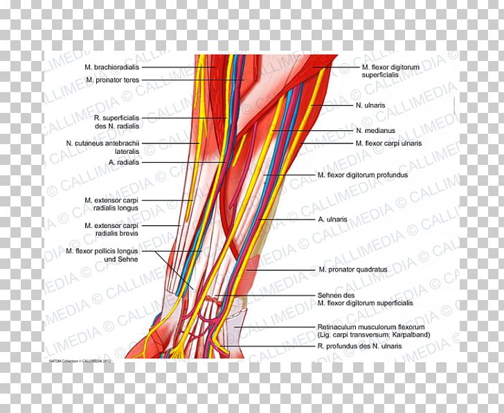 Anterior Compartment Of The Forearm Blood Vessel Nerve Muscle PNG, Clipart, Anatomy, Angle, Area, Arm, Blood Vessel Free PNG Download