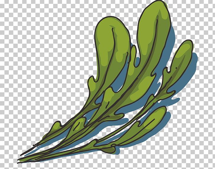 Arugula PNG, Clipart, Animation, Animation Creative, Aromatic Herbs, Arugula, Cactus Free PNG Download