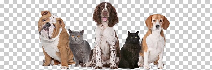 Dog Pet Sitting Cat Veterinarian PNG, Clipart, Animal Figure, Animals, Cat, Cat Health, Dog Free PNG Download