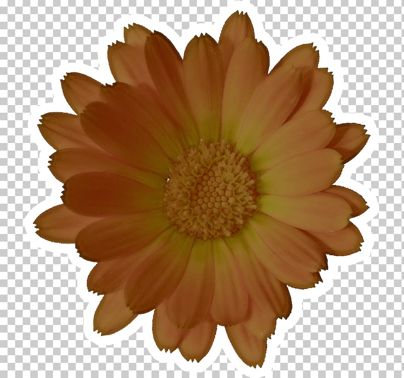 Orange PNG, Clipart, Barberton Daisy, English Marigold, Flower, Gerbera, Orange Free PNG Download