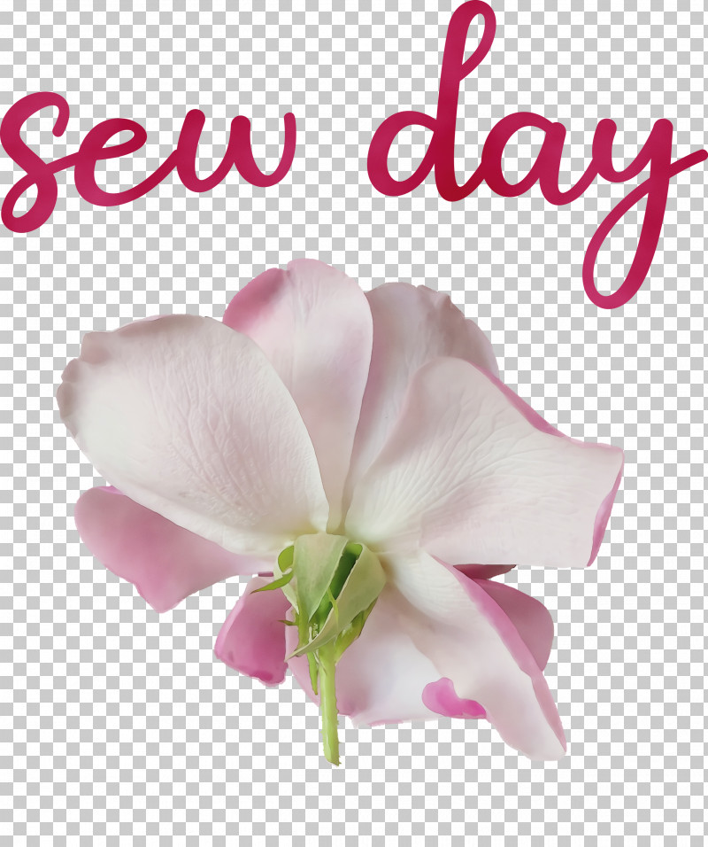 Cut Flowers Moth Orchids Herbaceous Plant Flower Orchids PNG, Clipart, Biology, Cut Flowers, Flower, Herbaceous Plant, Meter Free PNG Download