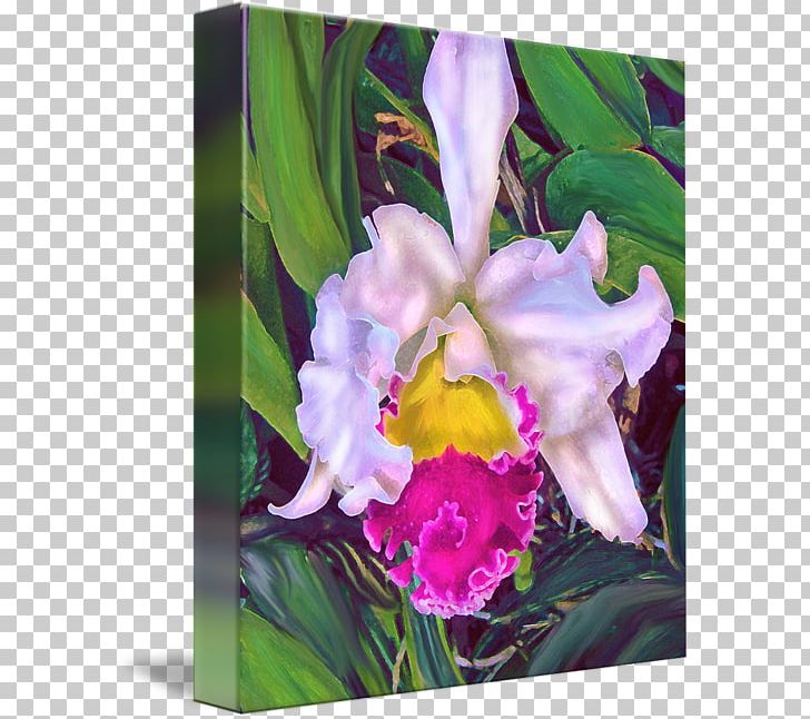 Crimson Cattleya Watercolor Painting Moth Orchids PNG, Clipart, Cattleya, Cattleya Labiata, Cattleya Orchids, Flora, Flower Free PNG Download