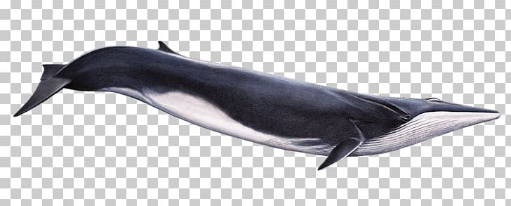 Fin Whale Cetacea Humpback Whale Whale Watching Rorquals PNG, Clipart,  Free PNG Download