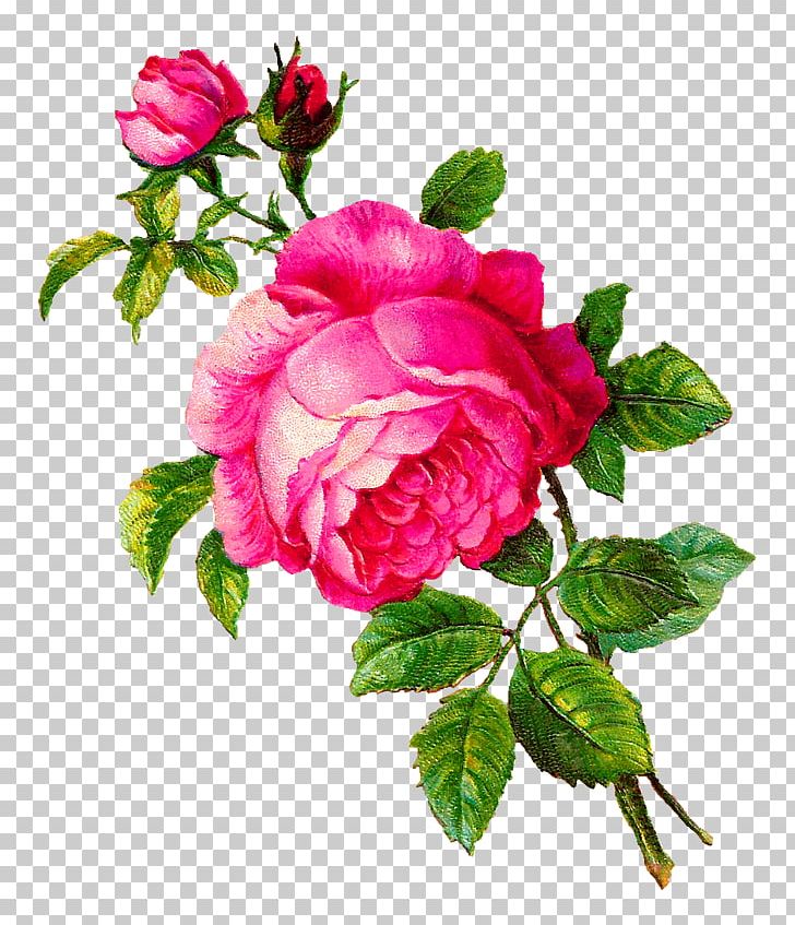 Rose Flower PNG, Clipart, Annual Plant, Botanical Illustration, Botany, Cut Flowers, Digital Image Free PNG Download