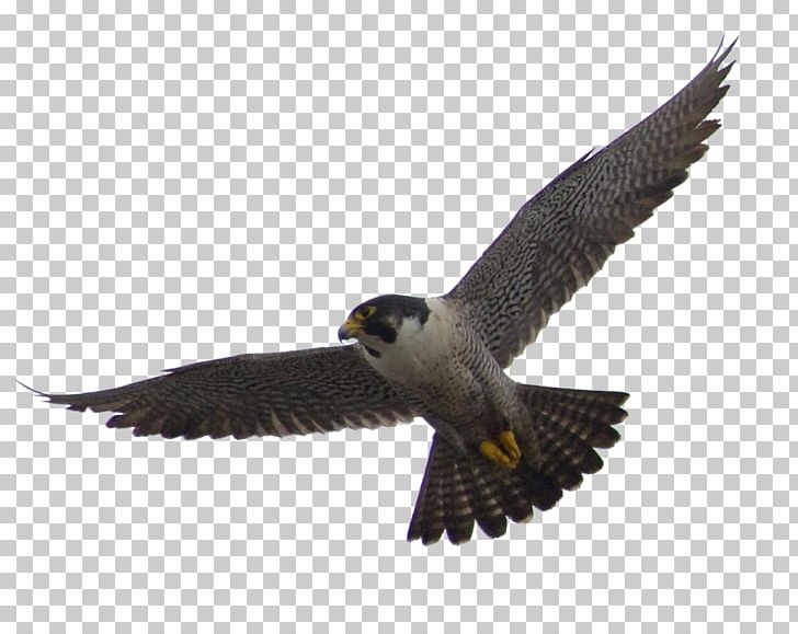 The Peregrine Falcon Flight Bird PNG, Clipart, Accipitriformes, Animals, Beak, Bird, Bird Of Prey Free PNG Download