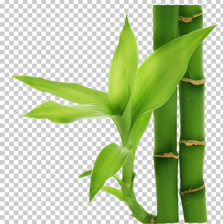 Bamboo Computer File PNG, Clipart, Adobe Illustrator, Bamboo, Bamboo 19 0 1, Bamboo Border, Bamboo Frame Free PNG Download