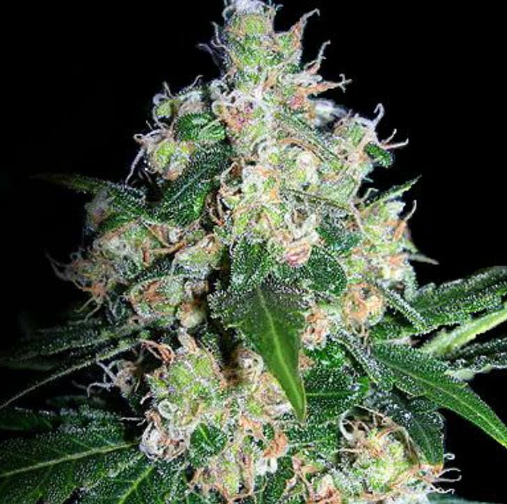 Cannabis Seedsman Seeds Seed Bank Skunk PNG, Clipart, Animals, Autoflowering Cannabis, Bud, Cannabis, Cannabis Cultivation Free PNG Download