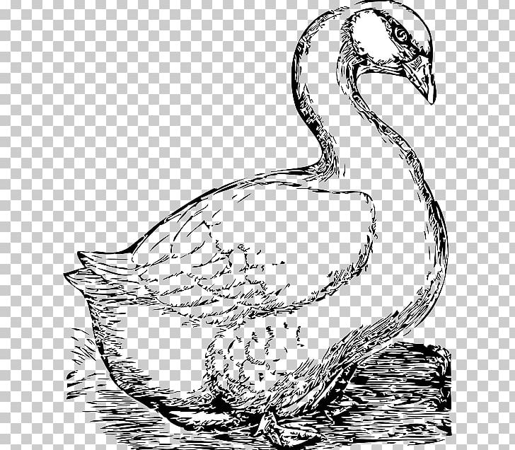 Goose Graphics Cygnini Illustration PNG, Clipart, Artwork, Beak, Bird, Black And White, Canada Goose Free PNG Download