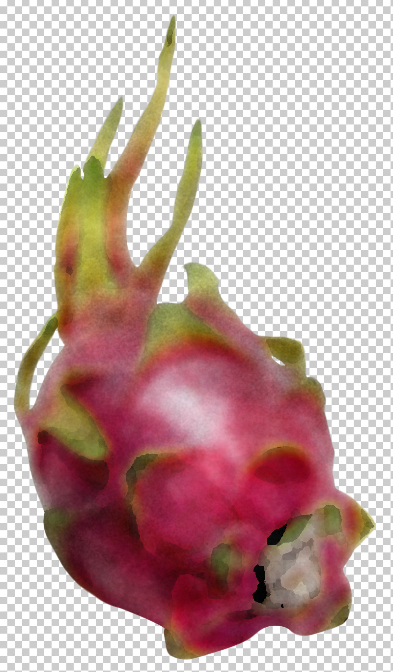 Cactus PNG, Clipart, Beetroot, Cactus, Costa Rican Pitahaya, Dragonfruit, Flower Free PNG Download