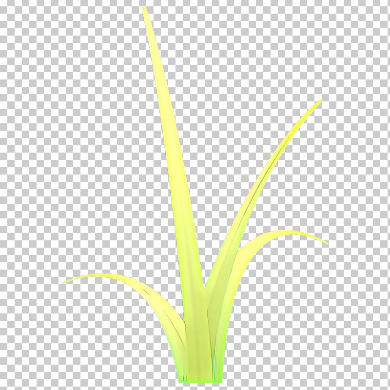 Flower Plant Grass Family Terrestrial Plant Grass PNG, Clipart, Flower, Grass, Grass Family, Plant, Plant Stem Free PNG Download