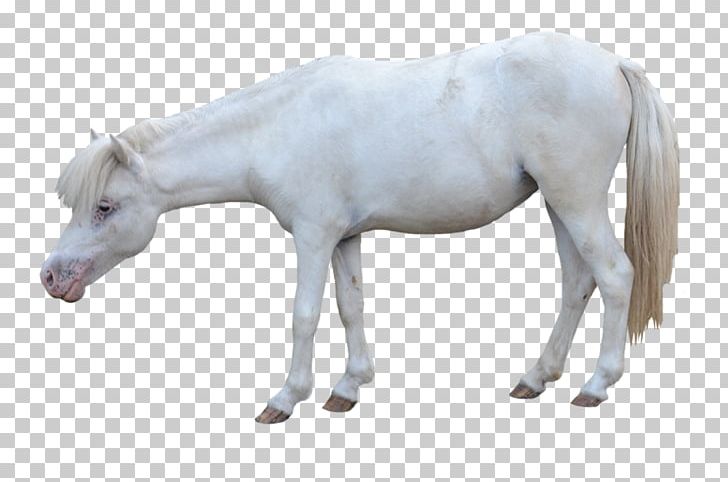 American Miniature Horse Andalusian Horse Pony Foal Mustang PNG, Clipart, American, American Miniature Horse, Andalusian Horse, Animal Figure, Colt Free PNG Download