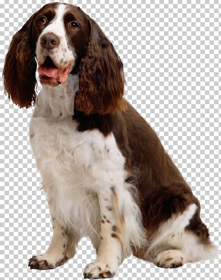 Dogs PNG, Clipart, Dogs Free PNG Download