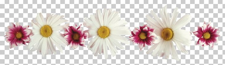 Flower Daytime Holiday PNG, Clipart, Blossom, Body Jewelry, Chrysanths, Cut Flowers, Daisy Free PNG Download