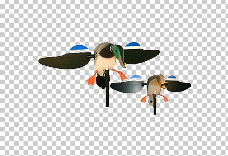 Mallard Duck Decoy Duck Decoy Hunting PNG, Clipart, Animals, Box Office Mojo, Canada Goose, Decoy, Duck Free PNG Download