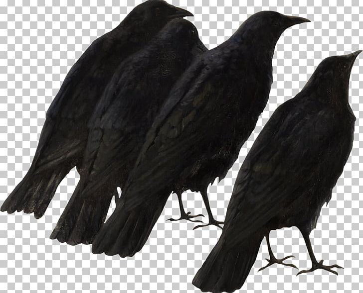 American Crow Rook New Caledonian Crow Bird PNG, Clipart, Aime, Aller, Amazing Art, American Crow, Animals Free PNG Download