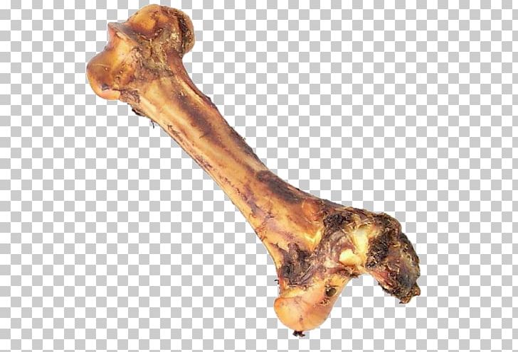 Bone Anatomy Dog Toys Your Puppy PNG, Clipart, Anatomy, Animals, Bone, Bone Anatomy, Bone Health Free PNG Download