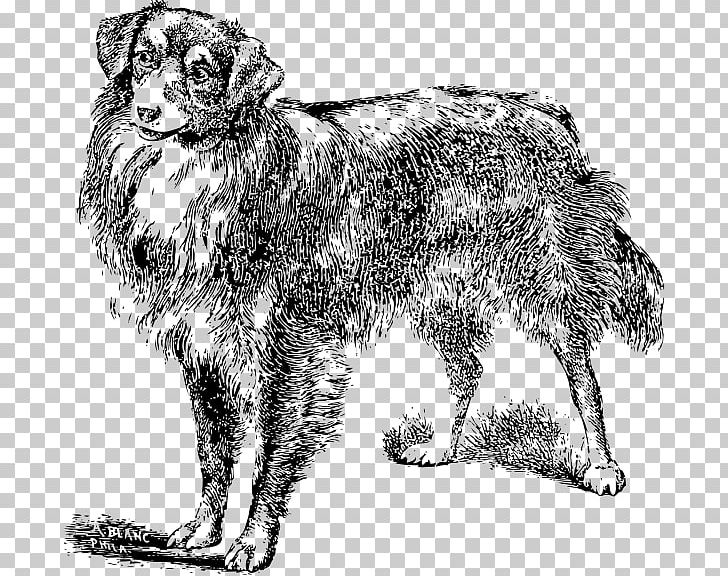 Dog Breed Rough Collie Puppy Dobermann Labrador Retriever PNG, Clipart, Animals, Black And White, Canidae, Carnivoran, Companion Dog Free PNG Download