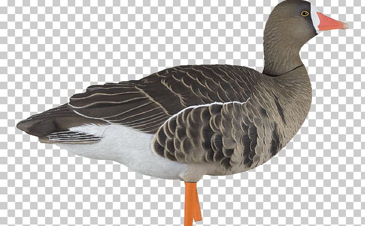 Greylag Goose Duck Greater White-fronted Goose Decoy PNG, Clipart, Animal, Animals, Anseriformes, Avian, Beak Free PNG Download