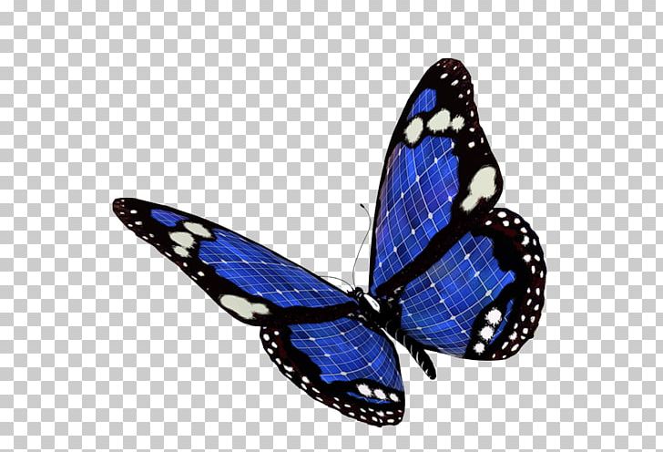 Monarch Butterfly Papillon Dog PNG, Clipart, 4 Shared, Arthropod, Brush Footed Butterfly, Butterflies And Moths, Butterfly Free PNG Download