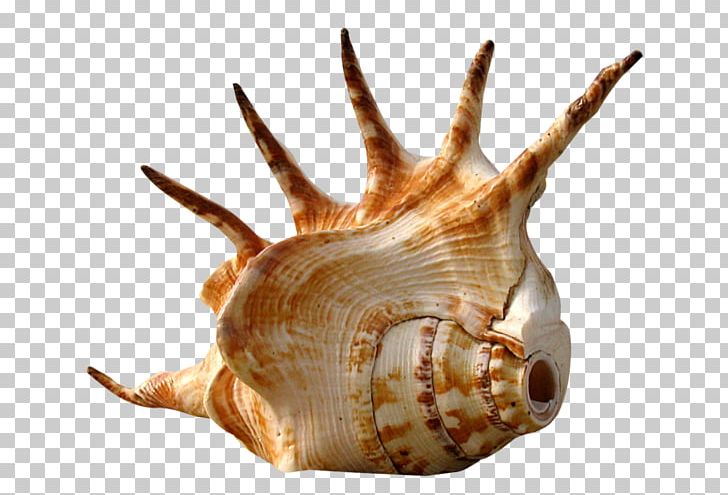 Seashell Sea Snail Mollusc Shell PNG, Clipart, Conch, Conchology, Gastropods, Gastropod Shell, Molluscs Free PNG Download