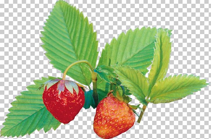Strawberry Amorodo Auglis PNG, Clipart, Amorodo, Auglis, Berry, Candy, Food Free PNG Download