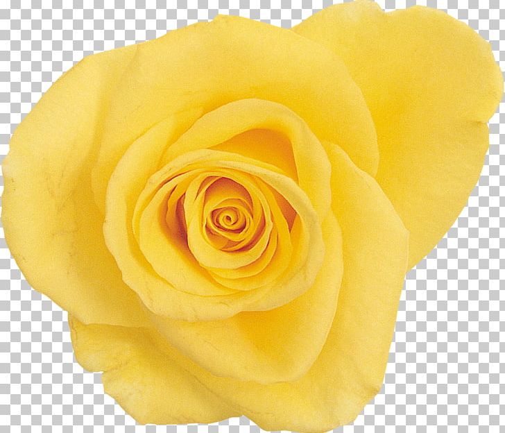 Beach Rose Yellow Flower PNG, Clipart, Beach Rose, Book, Cut Flowers, Download, Flower Free PNG Download
